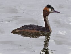 Great crested grebe
